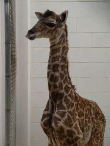 GiraffeBaby_7.29.11